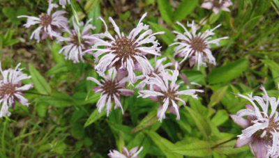Wild-Bergamot-flowers